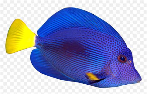 transparent fish|transparent tropical fish.